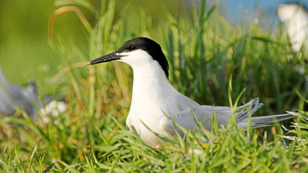 Splitterne er en af de sårbare arter, der har gavn af den ny ø. Foto: Jan Skriver