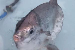 Speciel fangst: Ny klumpfisk i oceanariet