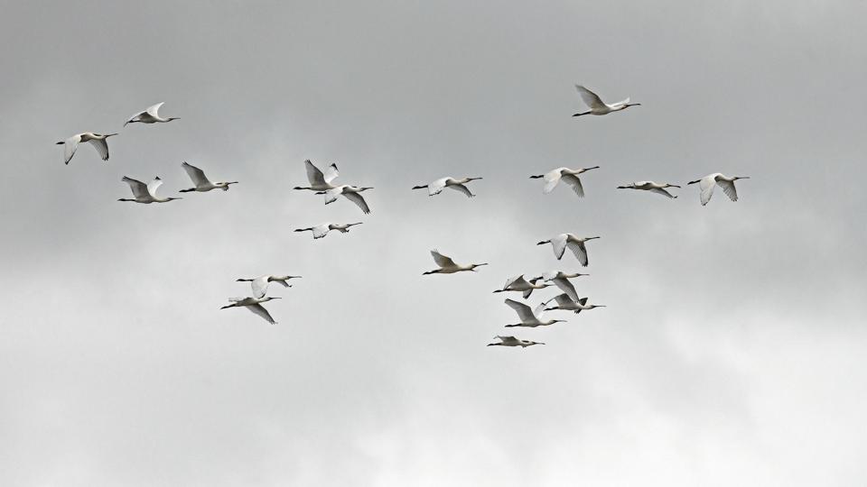Skestorkene har været hurtige til at finde frem til de nye, lavvandede søer på Midtmors. Foto: Jens Kristian Kjærgaard