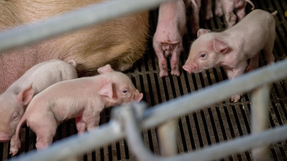 Der skulle være produceret 350.000 om året på en dansk ejet gård i Kina. I 2018 blev alle grise slået ned, og det har været dyrt for nordjyske investorer, der har tabt tre cifret millionbeløb. Arkivfoto: Kim Dahl Hansen <i>Kim Dahl Hansen</i>