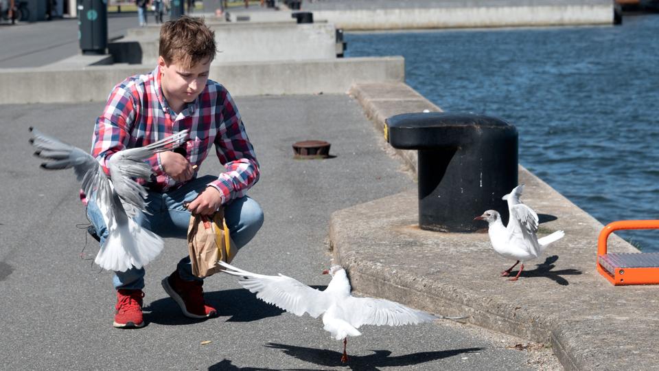 Ifølge engelsk forskning holder måger sig mere tilbage fra at stjæle mad, hvis man stirrer på dem. Det tip havde flere af hættemågerne på Aalborg Havn dog hørt om, inden vi kom. Foto: Claus Søndberg