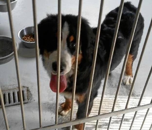 Hunden er ung og efter sigende mere tynd, end den burde være. Foto: Nordjyllands Politi