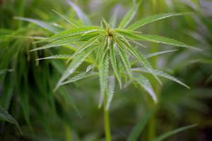 Nordjyde i spidsen for spritny forskning: Sådan påvirker cannabis dine smerter
