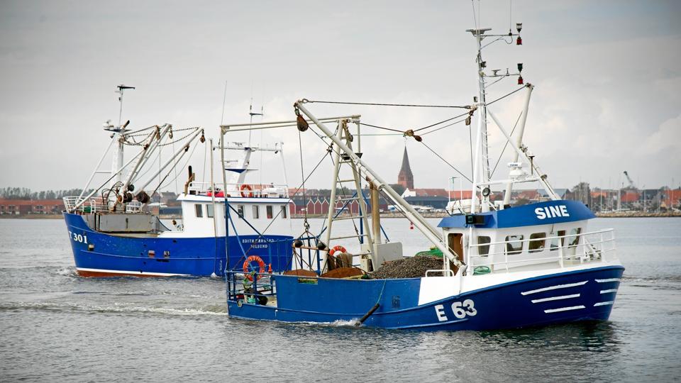 I dag er der 50 licenser til at fiske blåmuslinger i Limfjorden med en bifangst af hjertemuslinger. 22 fartøjer udnytter licenserne. Arkivfoto: Bo Lehm