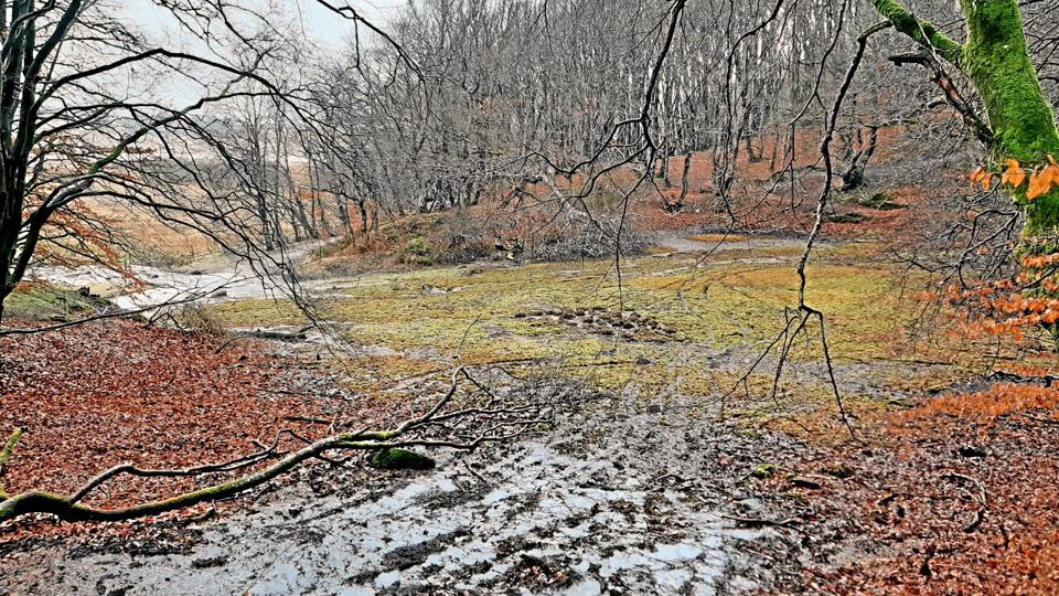Her er de uoprettelige spor efter de to ATV’eres ulovlige kørsel i kildefeltet i Gravlev Ådal. Foto: Naturstyrelsen