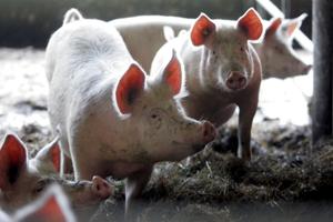Landmand mishandlede dyr - gris gik direkte på knoglerne i forbenene