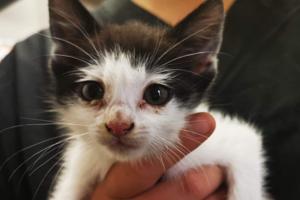 Grov mishandling: Tre dyreværnssager med katte på en uge