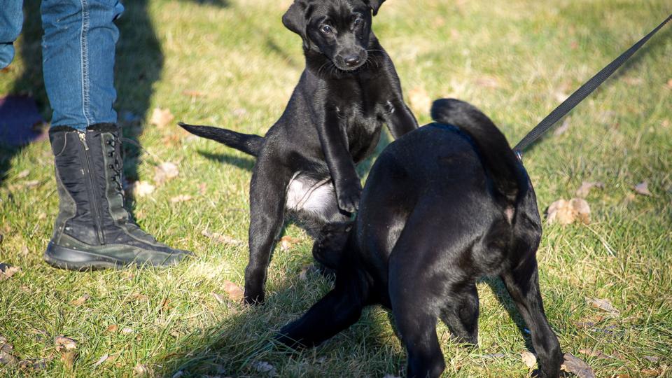 Der var tid til både træning og leg, da DcH Morsø bød et nyt hold hunde og førere velkommen på skolebænken. <i>Bo Lehm</i>
