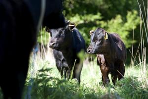 Drøvtyggende eksperter sendes i kamp i Nykøbing: Køer skal bevare fjordudsigten
