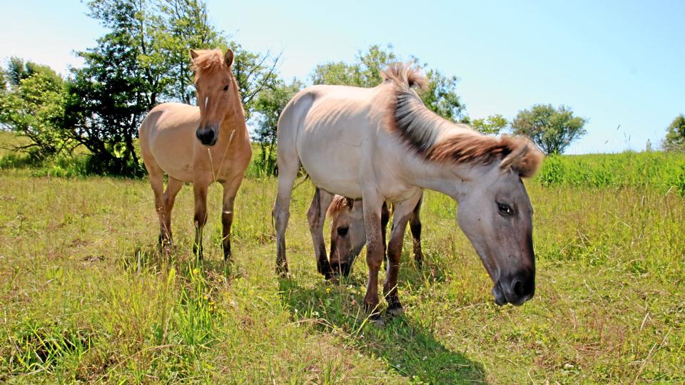 Græssende heste og kreaturer har på et par år gjort en stor forskel for den vilde natur ved Tversted Å, hvor sjældne vilde blomster var truet af tilgroning af deres levesteder. Foto: Den Danske Naturfond