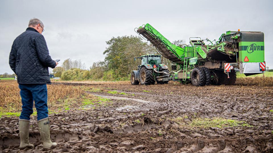 Landmand Per Christensen har høstet 60 procent af sine kartoffelmarker, og maskiner og mandskab arbejder fra klokken 7 til 23 for at blive færdige, inden regnen gør for stor skade. Foto: Martin Damgård