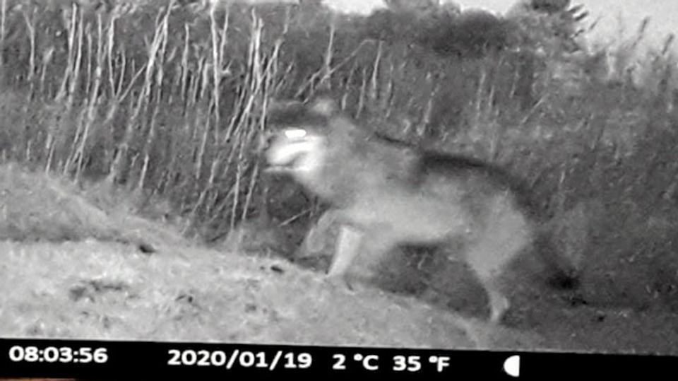 Er det en stor hund, er det en guldsjakal? ...nej, det er (måske) en ulv. Foto fra vildtkamera i Skallerup.