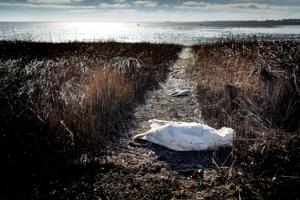 Frederikshavn Kommune indsamler døde fugle ved Voerså Havn