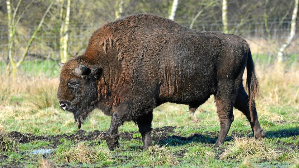 De fem bisoner er også flyttet til Tofte Skov i Lille Vildmose på Himmerland, fordi det har været svært at holde den nødvendige afstand mellem dyr og gæsterne ved Knuthenborg. Gæsterne er kommet meget tæt på de store dyr. Også for tæt. Det har været en udfordring med sikkerheden omkring skovens gæster, siger godschef Jakob Palm Nielsen til Lollan-Falster Folketidende - men heldigvis er der aldrig sket ulykker i skoven. Foto: Aage V. Jensens Fonde, Jan Skriver