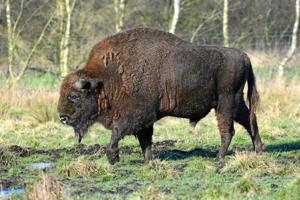 Overlevende bisoner i Lille Vildmose skal sættes ud i Tofte Skov