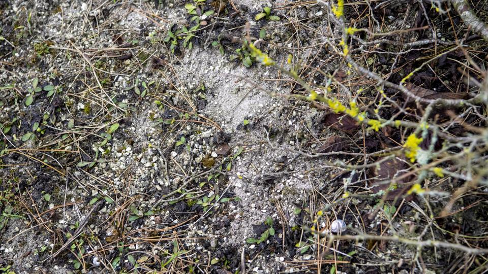 Dybdepløjningen i sin tid 'væltede kalkundergrunden op på overfladen. Til skade for træerne, men til gavn for kalkelskende planter.
