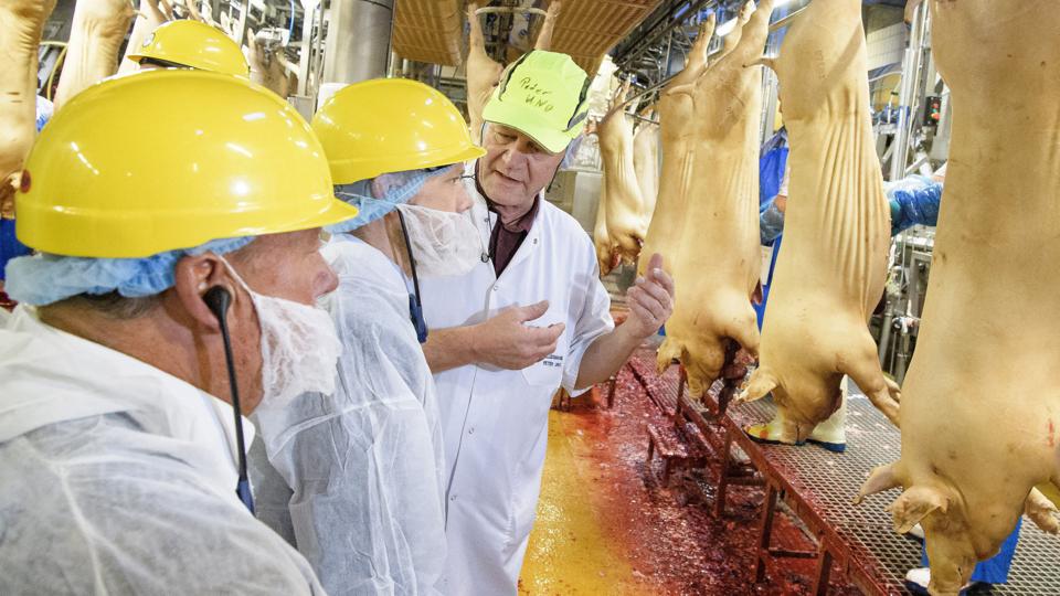 Tingene opleves bedst i øjenhøjde og uden en glasvæg imellem, siger Peter Uno Andersen, th. Torsdag fik beskæftigelsesminister Peter Hummelgaard set produktionen på TICAN helt tæt på, da han for første gang besøgte et svineslagteri.