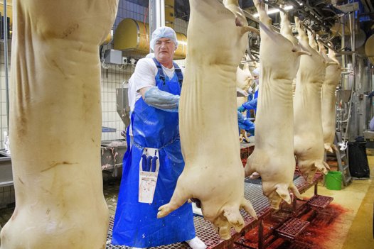 Tican slagter årligt næsten 4 millioner grise og beskæftiger over 2.000 ansatte.  <i>Peter Mørk</i>