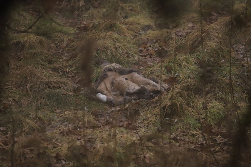 Sådan så det dyreskind ud, som Dorte Nielsen fandt på sin gåtur lørdag morgen i Sct. Knuds Kilde i Hjørring. Privatfoto