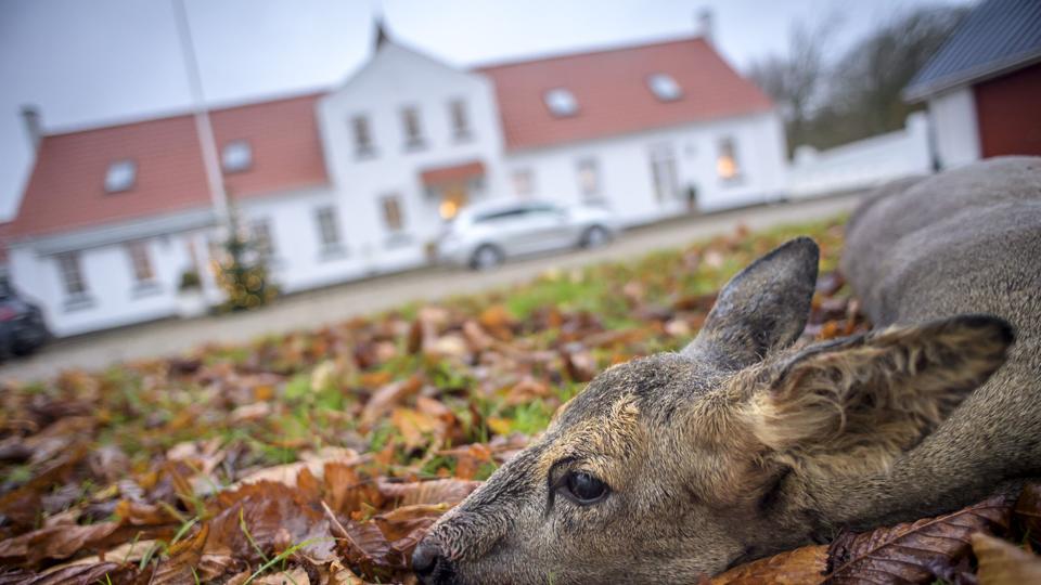 Der er masser af vildt på Egholm, og det vil de ny ejere af Egholm Vestergaard udnytte til at lave en lokal menu. Foto: Martin Damgård