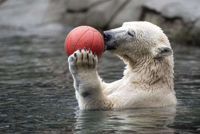 Snart kan du igen nærstudere isbjørnene i Zoo. Arkivfoto: Henrik Bo