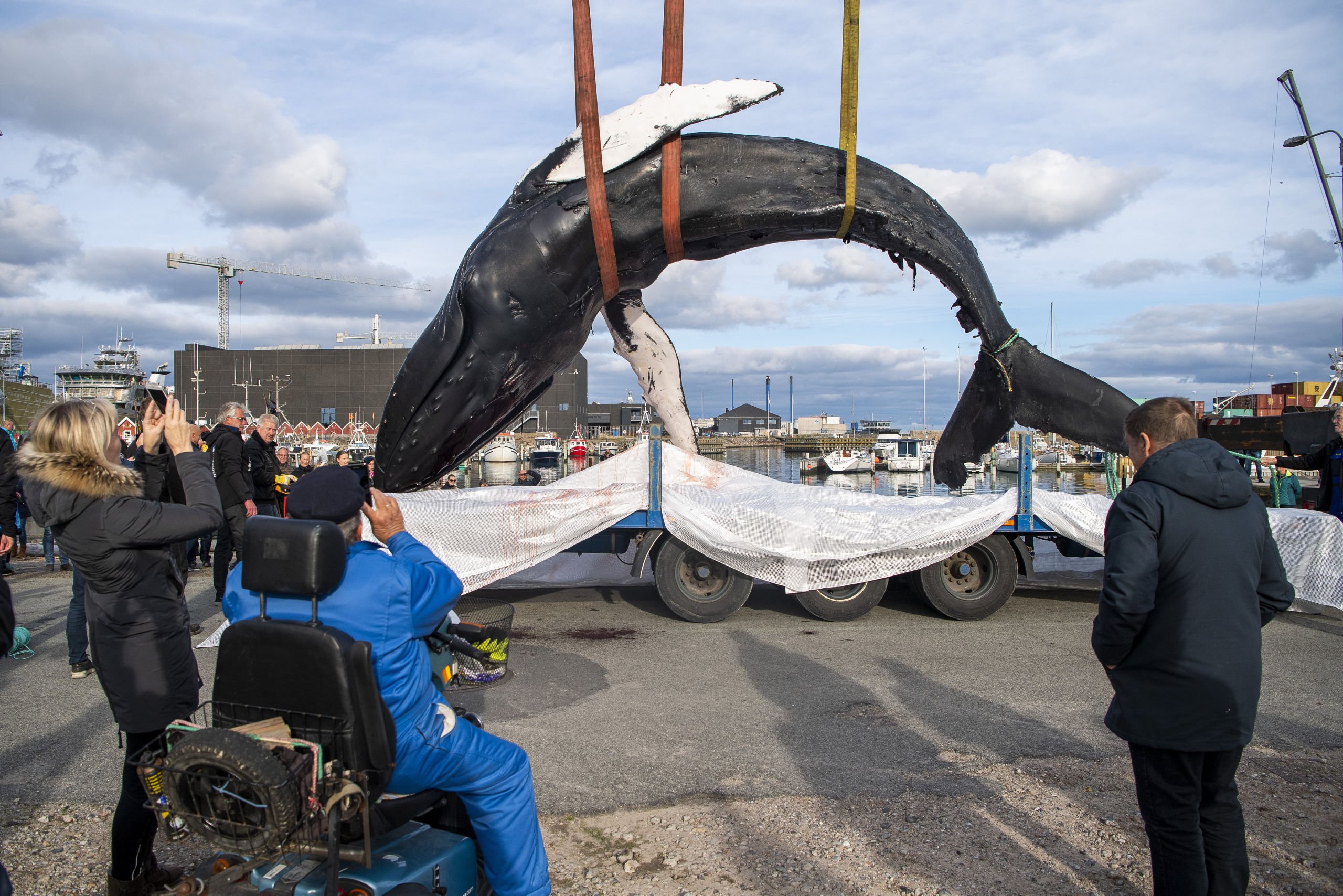 Pukkelhval skæres op: Publikum inviteres til et kig på hvalens liv og død