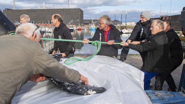 Pukkelhval er gået i nettet i Skagen i fisker Troels Tviullings garn. Foto: Henrik Bo <i>Foto: Henrik Bo</i>
