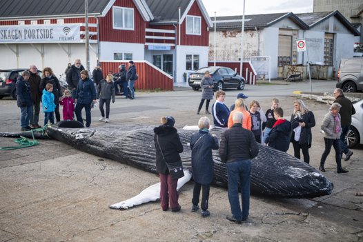 Mange forbipasserende stoppede op ved det usædvanlige syn på havnen i Skagen. Foto: Henrik Bo <i>Foto: Henrik Bo</i>