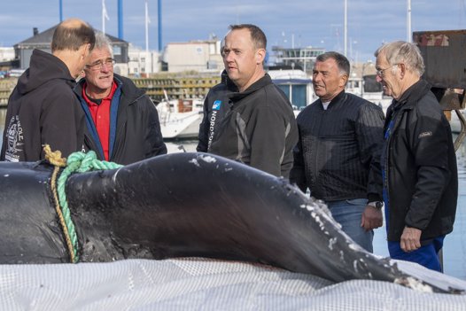 Pukkelhval er gået i nettet i Skagen-fisker Troels Tvillings garn. Foto: Henrik Bo