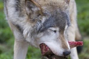 Ulven kan have slået til i Nordjylland: Fire får voldsomt skambidt
