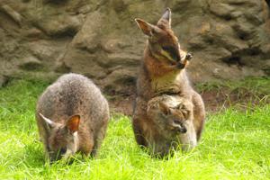 Tre kænguruer stjålet fra dyrehandel i Thy