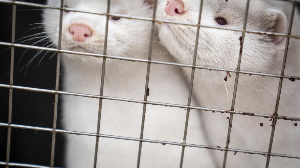 Milliarder på vej i kompensation til minkbranchen, men for nogle kommer pengene for sent. Arkivfoto <i>Ritzau Scanpix</i>