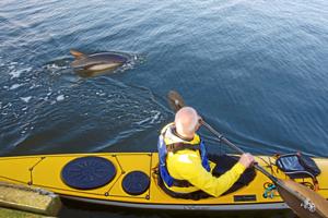 Legesyg delfin er stadig et tilløbsstykke