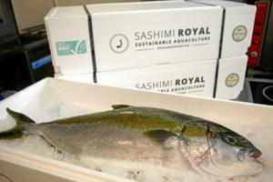 Japansk ravfisk i Hirtshals: Opdrætter af sushifisk håber snart at kunne hale første overskud i land