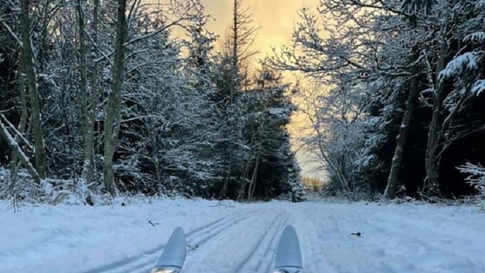 Smukke oplevelser venter, hvis man står på ski i skoven. Her er det langrendsspor i Tornby Klitplantage. Foto: Naturstyrelsen