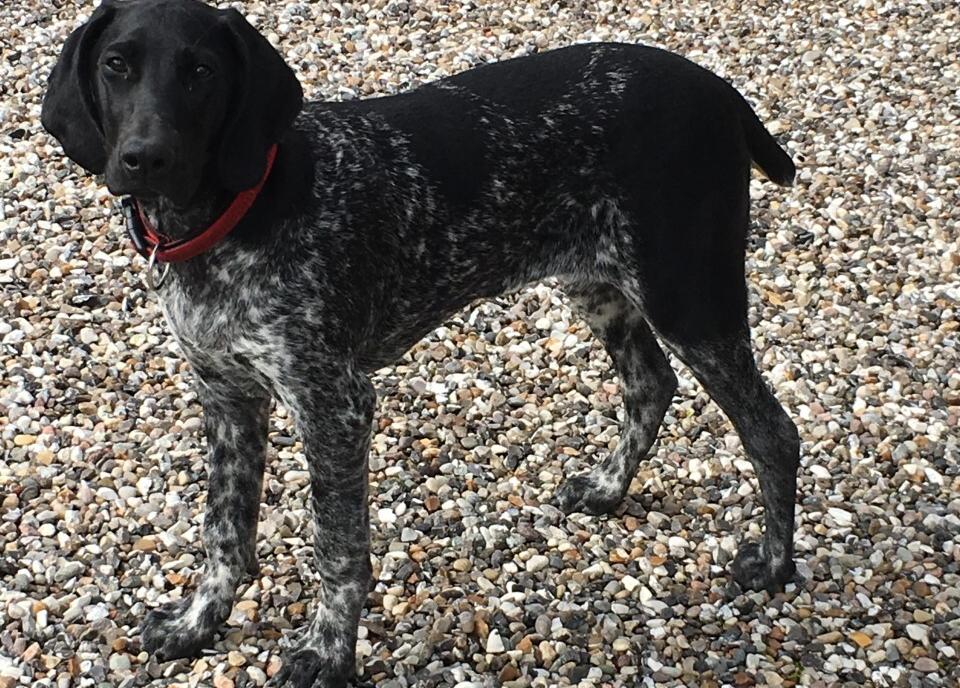 Den forsvundne Leica er en ruhåret hønsehund på godt to år. Hunden blev søndag ramt af et tog nær Arden og forsvandt derefter. Privatfoto