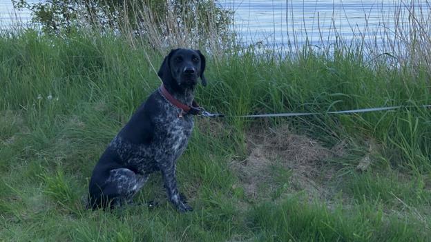Sidste spor af Leica er tilsyneladende først på aftenen søndag, hvor en mand mener at have set hunden på Skovvej i Arden. Privatfoto