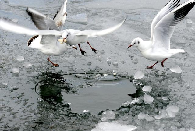 Mågerne kan gå på isen, men politiet opfordrer andre til at blive på land, for isen er usikker.