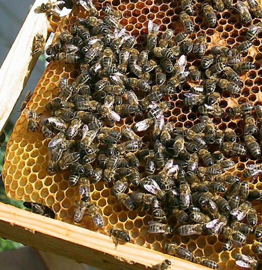 I vinterkulden døde bierne fra fem bistader i Hurup, efter at bistaderne var blevet udsat for hærværk. Arkivfoto <i>l¾s¿posten</i>