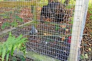 Fredet duehøg fanget i ulovlig fælde - Fuglevenner appellerer til hård straf