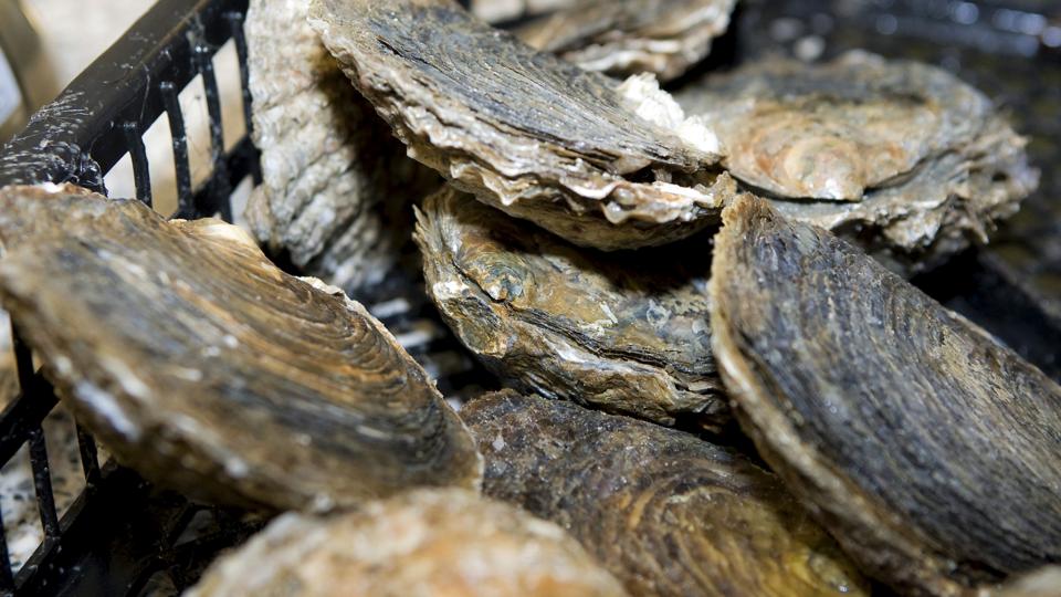 Limfjordsøsters bliver naturligvis et af omdrejningspunkterne for det kommende oplevelsescenter for østersturisme, som en styregruppe fortsat arbejder ihærdigt på at få stablet på benene. Arkivfoto