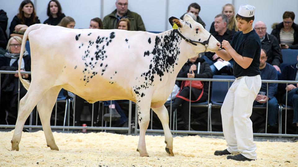 Agro Nord-skuet var et af de arrangementer, det lige akkurat lykkedes at få afviklet i foråret 2020, inden Danmark lukkede ned på grund af corona-pandemien. Til gengæld ligger det nu endegyldigt fast, at der ikke bliver noget Agro Nord-arrangement i 2021. Arkivfoto