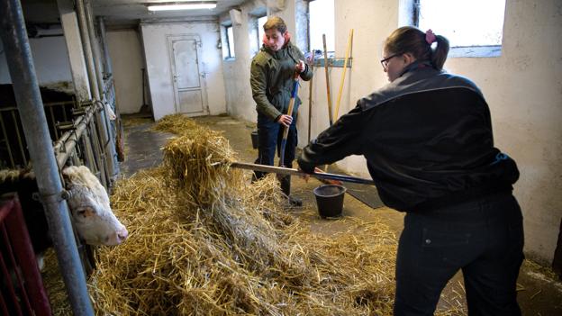 Louise Nørgaard og Emil Løvschal nyder at kunne være sammen med dyrene, selvom hverdagen for tiden ser helt anderledes ud. <i>Bo Lehm</i>