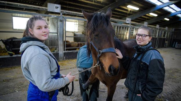 16-årige Stine Hyre Jensen (tv.), der også er en af de elever, som er på den næsten nedlukkede kostskole, hjælper sammen med Louise Nørgaard til med hesten Camprinus, mens den får ordnet hove. <i>Bo Lehm</i>