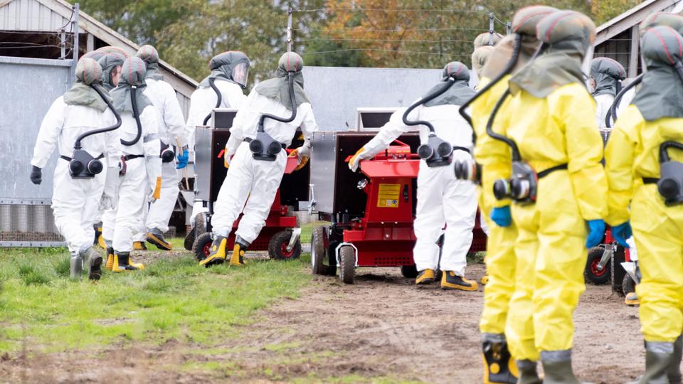 3F har anmeldt manglende kendskab til aflivning af mink til Arbejdstilsynet. Foto: Torben Hansen