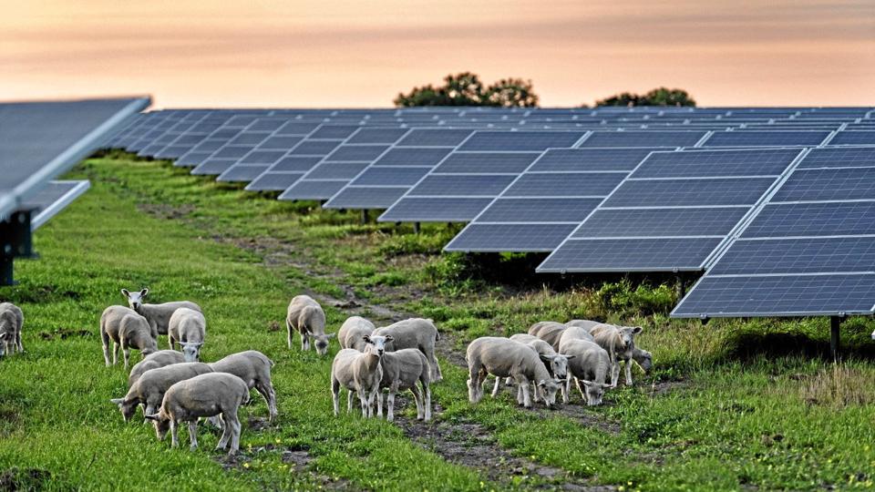 Det er tanken at lade får græsse på arealerne mellem solcellepanelerne. På den måde holdes den høje plantevækst nede uden at bruge maskiner eller kemi. Privatfoto