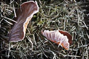 Sådan bliver vejret i efterårsferien: Lidt regn og risiko for frost sidst på ugen