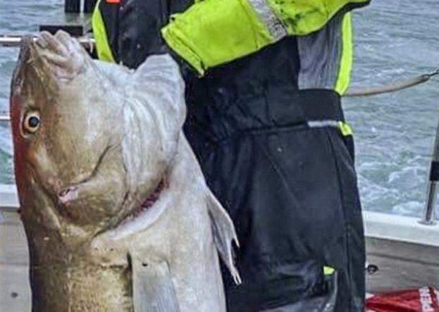 Det kræver gode armmuskler at løfte en torsk på næsten 32 kg. Privatfoto