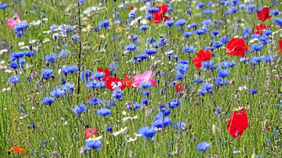 800 hektar kommunale arealer kan i fremtiden bliver omdannet til blomstermarker til glæde for insekterne.