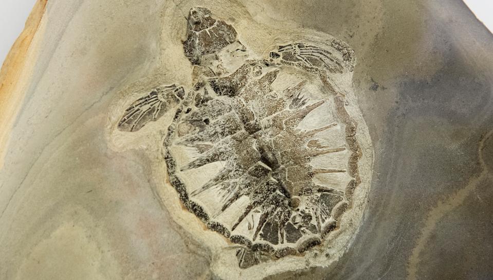Fossil- og Molermuseet på Nordmors har en enestående samling af fossiler, som her havskildpaddeungen "Luffe". Et udvalg arbejder nu på at sætte skub i planerne om at skabe bedre rammer om formidlingen. <i>Arkivfoto: Peter Mørk</i>